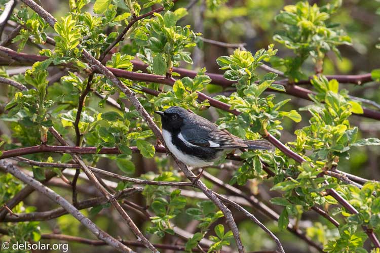 Canon EOS 5D Mark III  --  400 mm  --  EF100-400mm f/4.5-5.6L IS II USM  