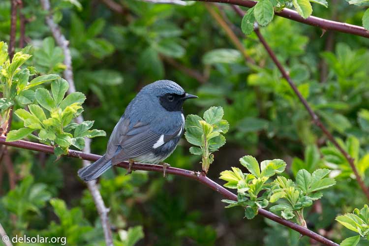 Canon EOS 5D Mark III  --  400 mm  --  EF100-400mm f/4.5-5.6L IS II USM  