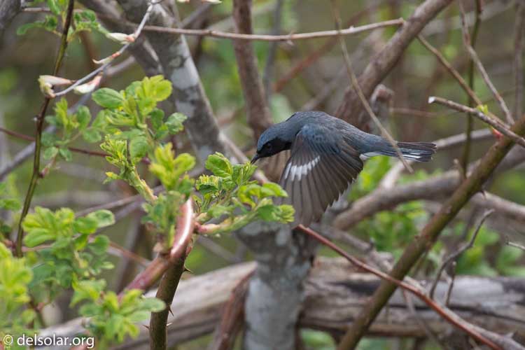 Canon EOS 5D Mark III  --  400 mm  --  EF100-400mm f/4.5-5.6L IS II USM  