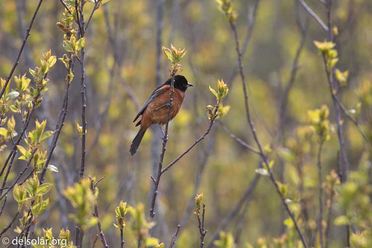Canon EOS 5D Mark III  --  400 mm  --  EF100-400mm f/4.5-5.6L IS II USM  