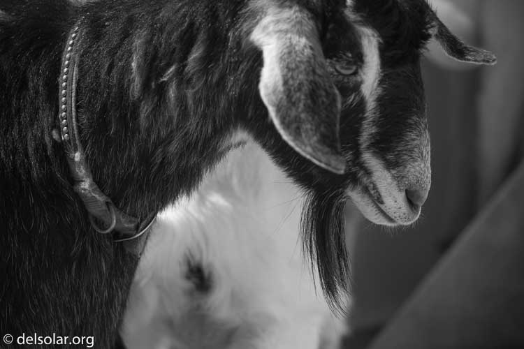 Canon EOS 5D Mark III  --  248 mm  --  EF100-400mm f/4.5-5.6L IS II USM  