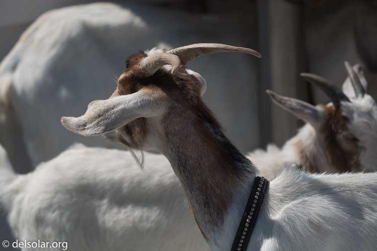 Canon EOS 5D Mark III  --  200 mm  --  EF100-400mm f/4.5-5.6L IS II USM  