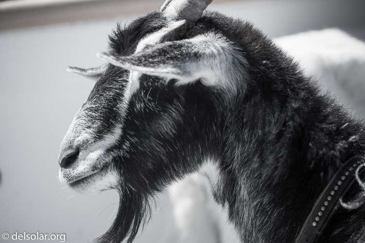 Canon EOS 5D Mark III  --  330 mm  --  EF100-400mm f/4.5-5.6L IS II USM  