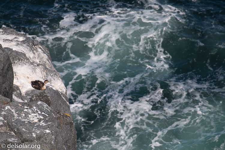 Canon EOS 5D Mark III  --  400 mm  --  EF100-400mm f/4.5-5.6L IS II USM  