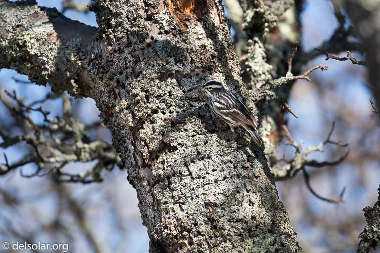 Canon EOS 5D Mark III  --  400 mm  --  EF100-400mm f/4.5-5.6L IS II USM  