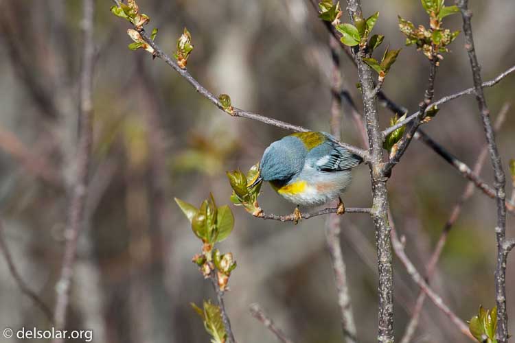 Canon EOS 5D Mark III  --  400 mm  --  EF100-400mm f/4.5-5.6L IS II USM  