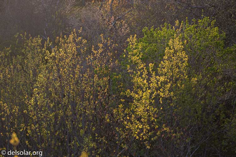 Canon EOS 5D Mark III  --  100 mm  --  EF100-400mm f/4.5-5.6L IS II USM  