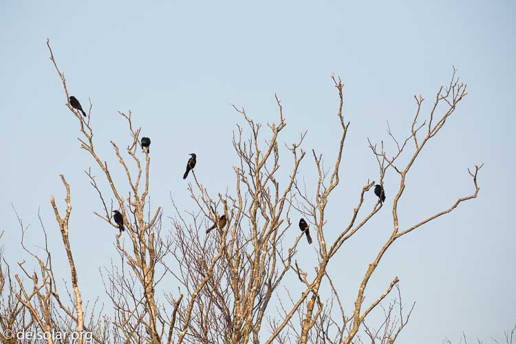 Canon EOS 5D Mark III  --  248 mm  --  EF100-400mm f/4.5-5.6L IS II USM  