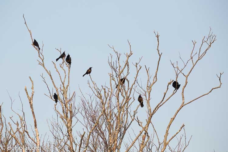 Canon EOS 5D Mark III  --  248 mm  --  EF100-400mm f/4.5-5.6L IS II USM  