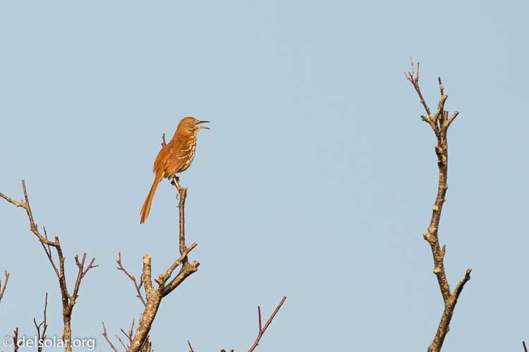 Canon EOS 5D Mark III  --  360 mm  --  EF100-400mm f/4.5-5.6L IS II USM  