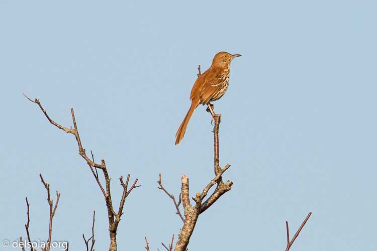 Canon EOS 5D Mark III  --  360 mm  --  EF100-400mm f/4.5-5.6L IS II USM  