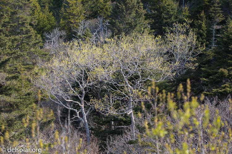 Canon EOS 5D Mark III  --  135 mm  --  EF100-400mm f/4.5-5.6L IS II USM  