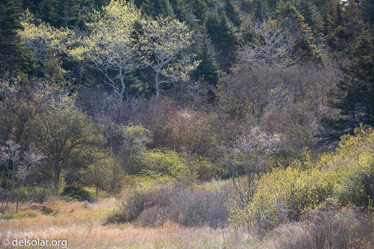 Canon EOS 5D Mark III  --  300 mm  --  EF100-400mm f/4.5-5.6L IS II USM  