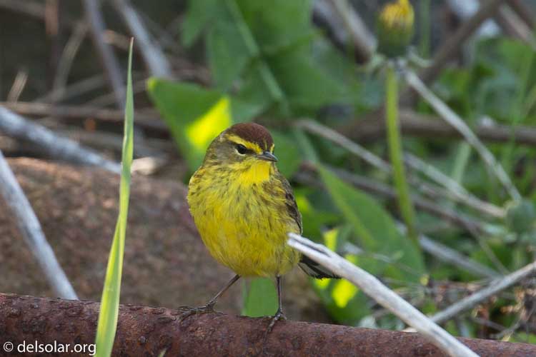 Canon EOS 5D Mark III  --  400 mm  --  EF100-400mm f/4.5-5.6L IS II USM  