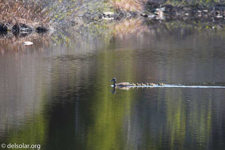 Canon EOS 5D Mark III  --  400 mm  --  EF100-400mm f/4.5-5.6L IS II USM  