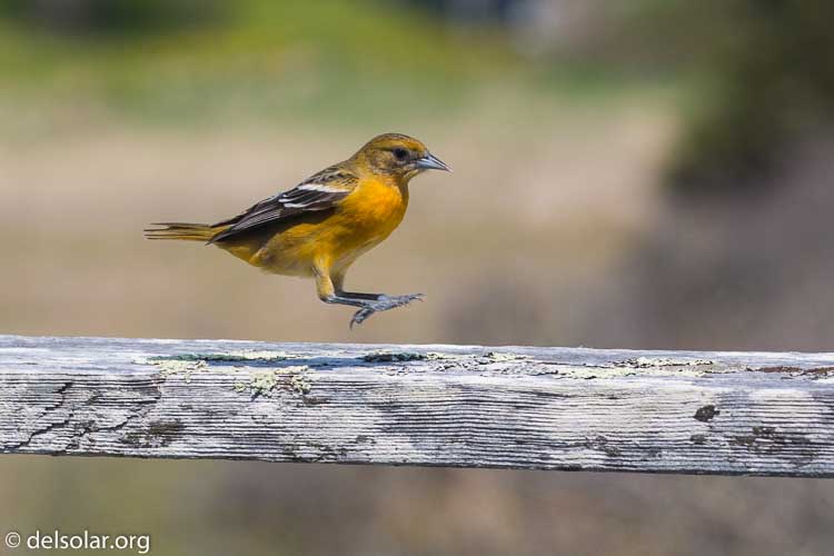 Canon EOS 5D Mark III  --  200 mm  --  EF100-400mm f/4.5-5.6L IS II USM  