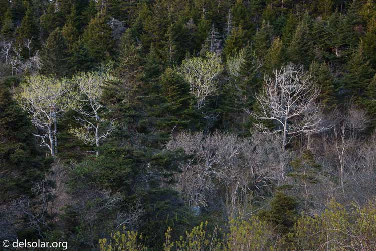 Canon EOS 5D Mark II  --  58 mm  --  EF24-105mm f/4L IS USM  