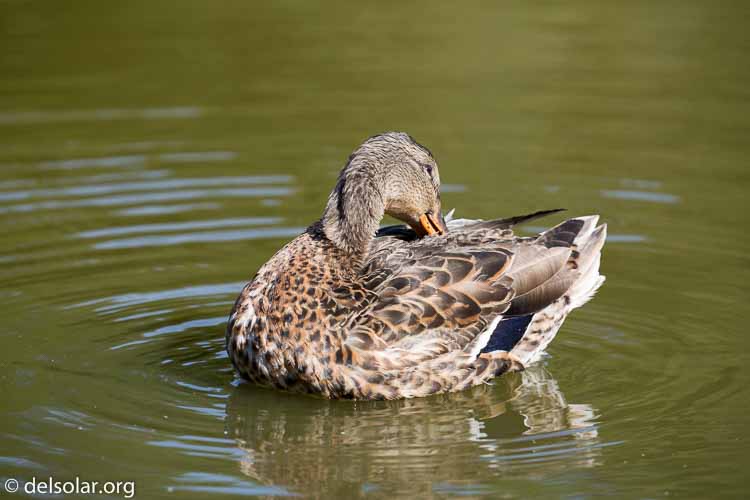 Canon EOS 5D Mark III  --  255 mm  --  EF100-400mm f/4.5-5.6L IS II USM  