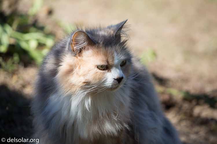 Canon EOS 5D Mark III  --  400 mm  --  EF100-400mm f/4.5-5.6L IS II USM  