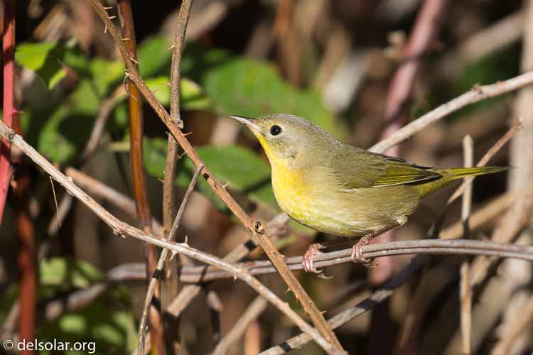 Canon EOS 5D Mark III  --  400 mm  --  EF100-400mm f/4.5-5.6L IS II USM  