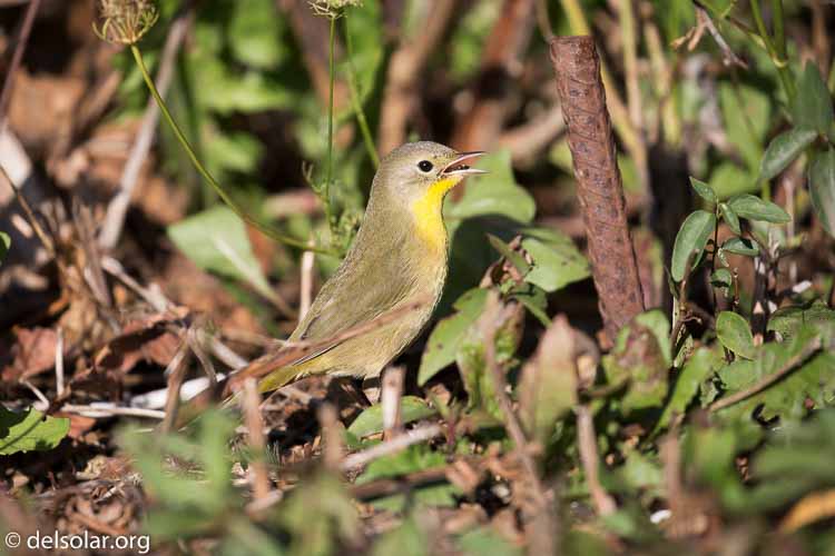 Canon EOS 5D Mark III  --  371 mm  --  EF100-400mm f/4.5-5.6L IS II USM  