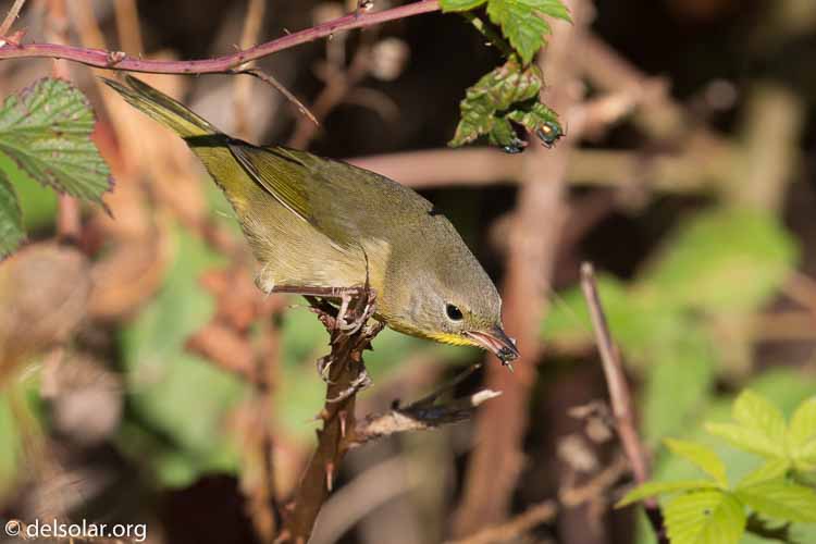 Canon EOS 5D Mark III  --  400 mm  --  EF100-400mm f/4.5-5.6L IS II USM  