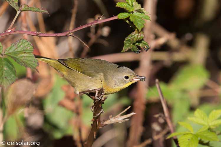 Canon EOS 5D Mark III  --  400 mm  --  EF100-400mm f/4.5-5.6L IS II USM  