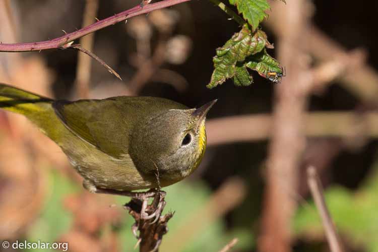 Canon EOS 5D Mark III  --  400 mm  --  EF100-400mm f/4.5-5.6L IS II USM  