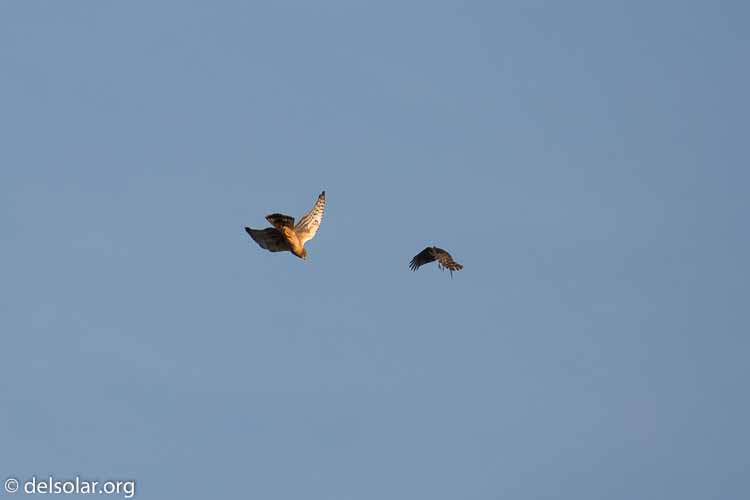 Canon EOS 5D Mark III  --  400 mm  --  EF100-400mm f/4.5-5.6L IS II USM  