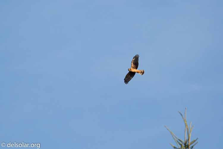 Canon EOS 5D Mark III  --  400 mm  --  EF100-400mm f/4.5-5.6L IS II USM  