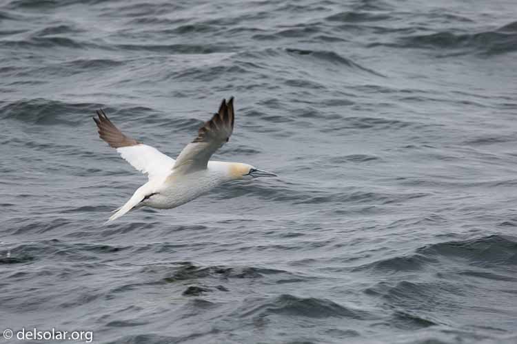 Canon EOS 5D Mark III  --  400 mm  --  EF100-400mm f/4.5-5.6L IS II USM  