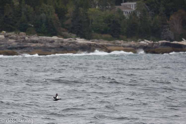 Canon EOS 5D Mark III  --  400 mm  --  EF100-400mm f/4.5-5.6L IS II USM  