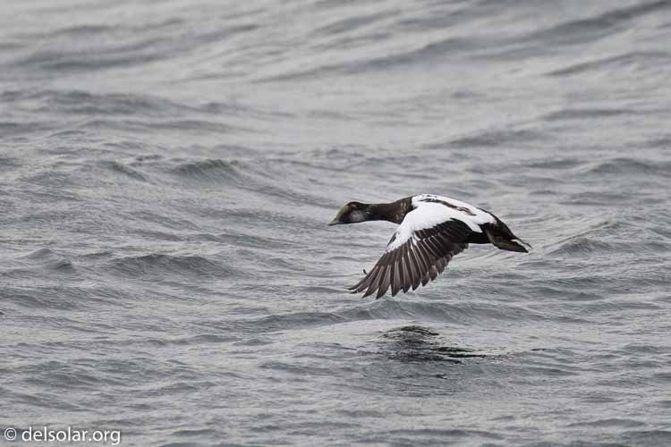 Canon EOS 5D Mark III  --  400 mm  --  EF100-400mm f/4.5-5.6L IS II USM  