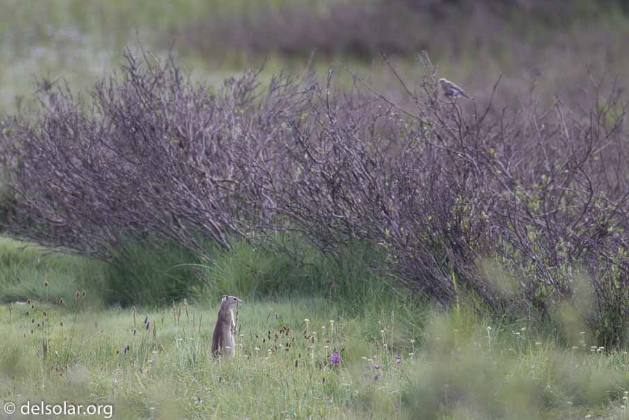 Canon EOS 7D Mark II  --  400 mm  --  EF100-400mm f/4.5-5.6L IS II USM  