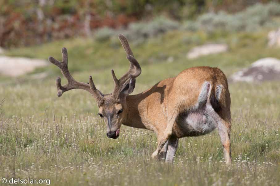 Canon EOS 7D Mark II  --  400 mm  --  EF100-400mm f/4.5-5.6L IS II USM  