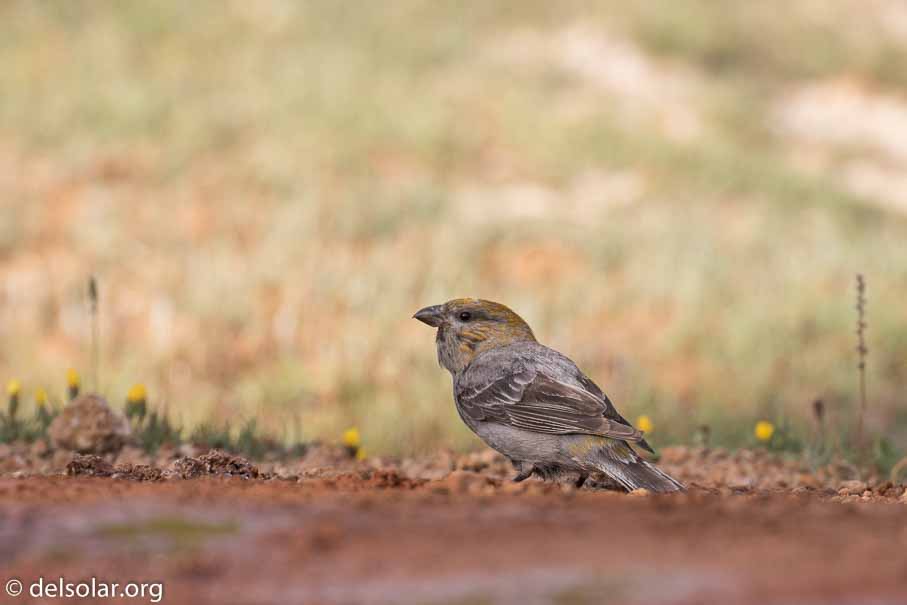 Canon EOS 7D Mark II  --  371 mm  --  EF100-400mm f/4.5-5.6L IS II USM  