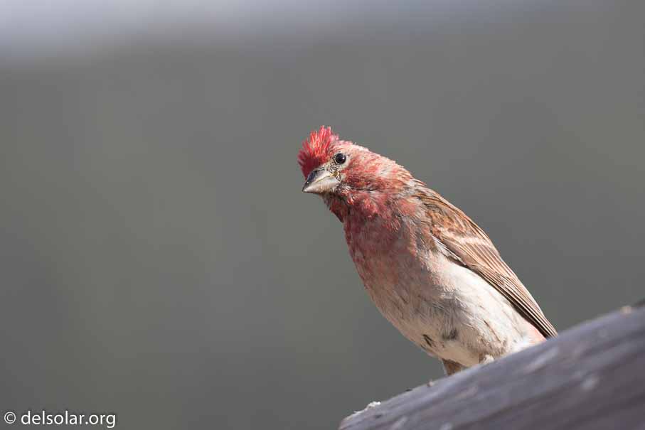 Canon EOS 7D Mark II  --  400 mm  --  EF100-400mm f/4.5-5.6L IS II USM  