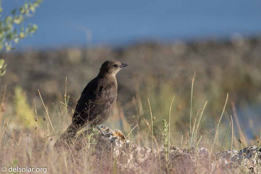 Canon EOS 7D Mark II  --  600 mm  --  EF600mm f/4L IS II USM  