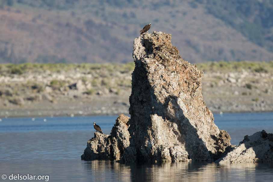 Canon EOS 7D Mark II  --  600 mm  --  EF600mm f/4L IS II USM  