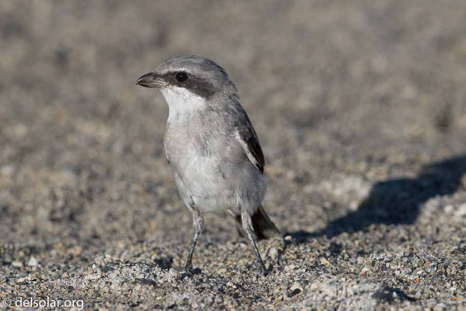 Canon EOS 7D Mark II  --  600 mm  --  EF600mm f/4L IS II USM  