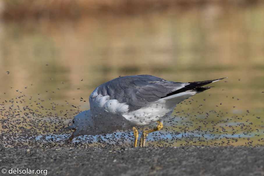 Canon EOS 7D Mark II  --  600 mm  --  EF600mm f/4L IS II USM  