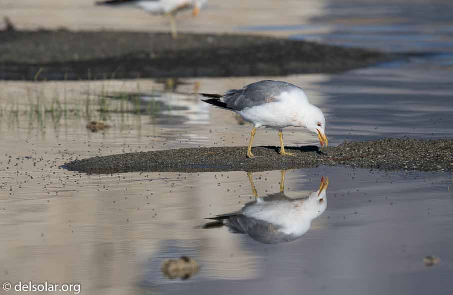 Canon EOS 7D Mark II  --  600 mm  --  EF600mm f/4L IS II USM  