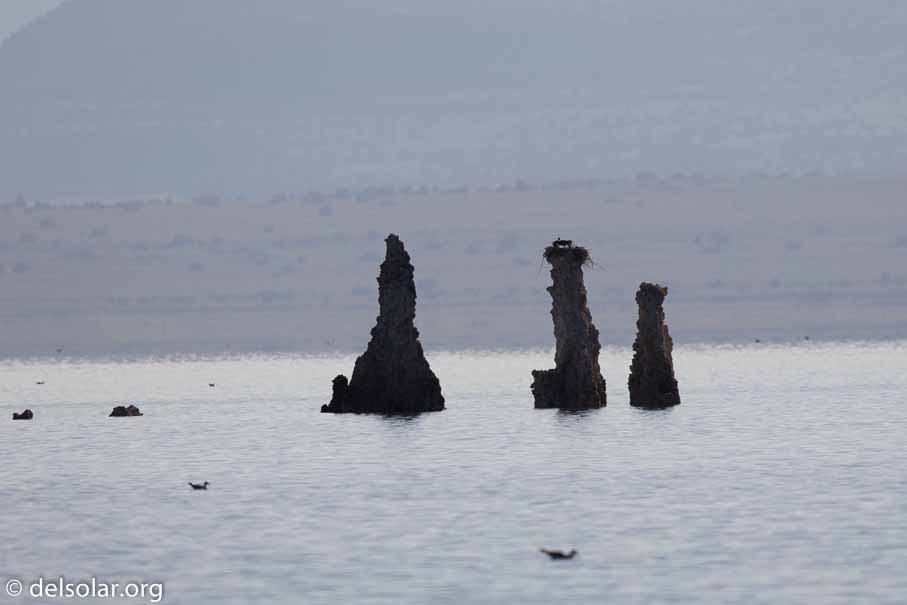 Canon EOS 7D Mark II  --  600 mm  --  EF600mm f/4L IS II USM  