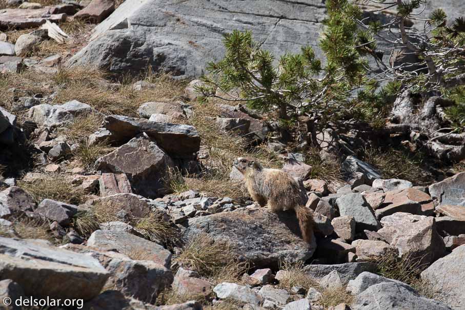 Canon EOS 7D Mark II  --  400 mm  --  EF100-400mm f/4.5-5.6L IS II USM  