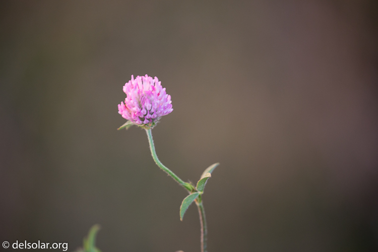 Canon EOS 5D Mark III  --  400 mm  --  EF100-400mm f/4.5-5.6L IS II USM  