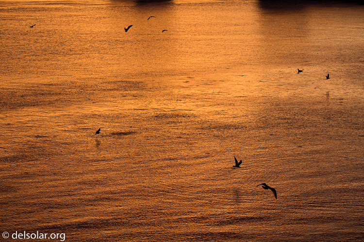 Canon EOS 5D Mark III  --  135 mm  --  EF100-400mm f/4.5-5.6L IS II USM  