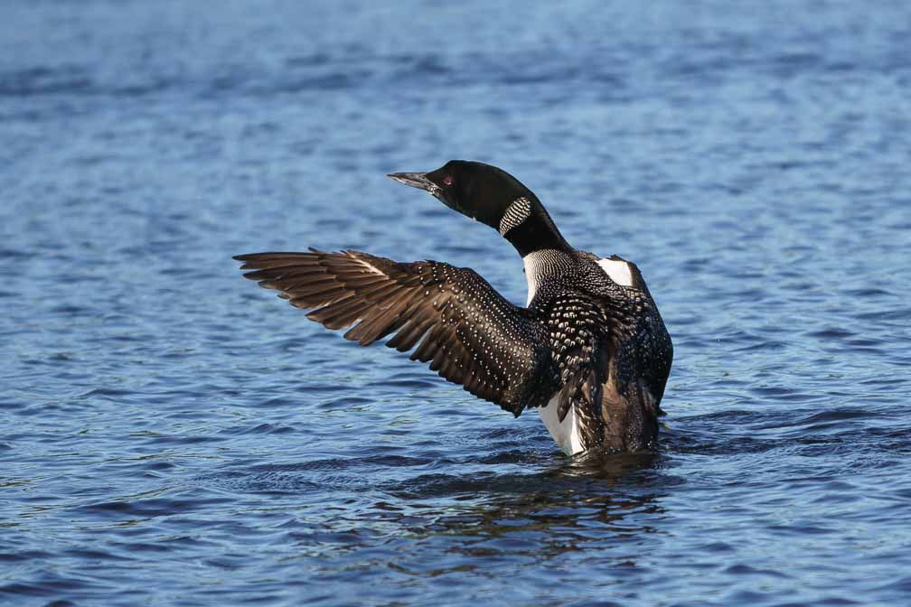 ILCE-6600  --  FE 200-600mm F5.6-6.3 G OSS -- 1/1600 sec at f / 5.6 -- ISO 200 -- -7/10 EV -- 