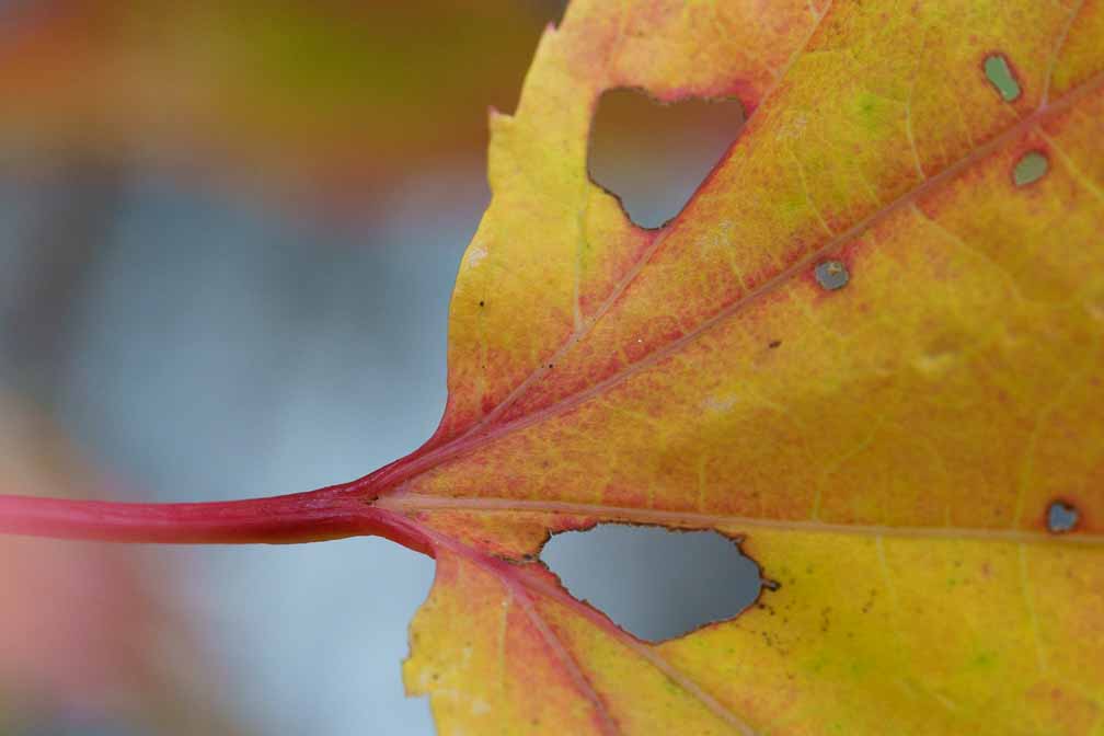 ILCE-7M3  --  FE 90mm F2.8 Macro G OSS -- 1/100 sec at f / 5.6 -- ISO 2000 -- 0 EV -- 