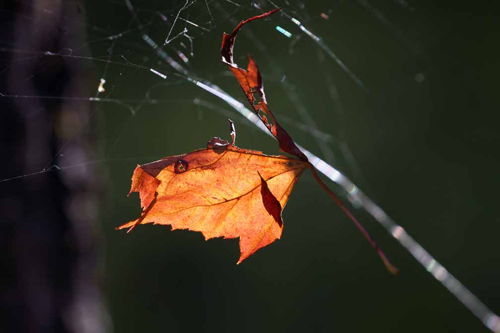 ILCE-7M3  --  DT 100-400mm F4.5-5.6 SAM -- 1/500 sec at f / 7.1 -- ISO 500 -- 0 EV -- 