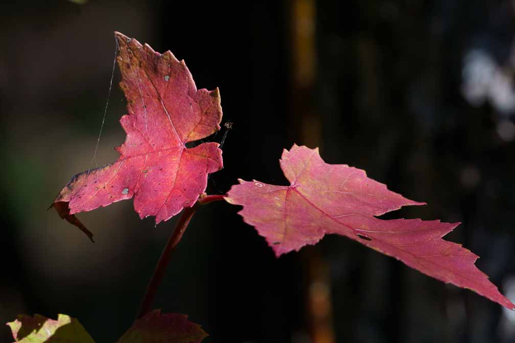 ILCE-7M3  --  DT 100-400mm F4.5-5.6 SAM -- 1/320 sec at f / 10 -- ISO 500 -- 0 EV -- 